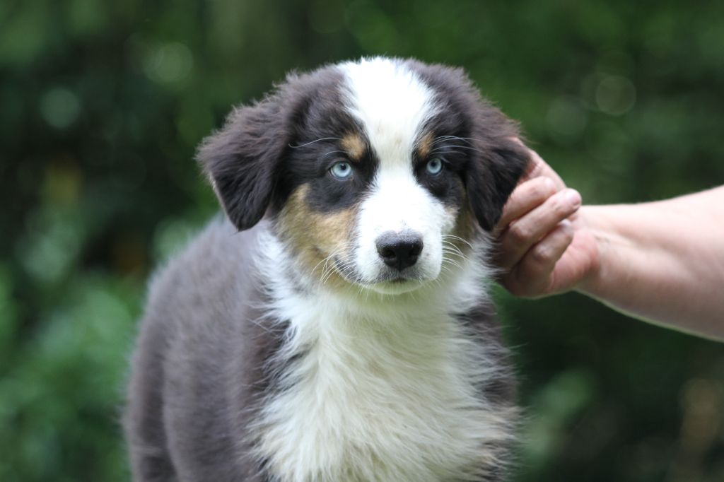 chiot Berger Australien De La Tombée De La Nuit