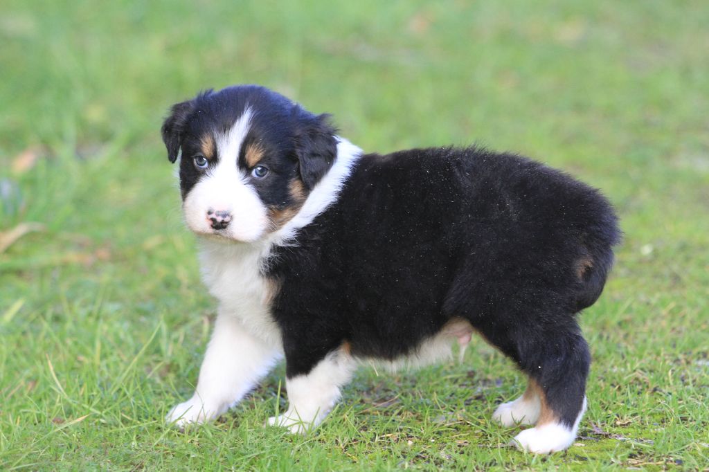 De La Tombée De La Nuit - Chiot disponible  - Berger Australien