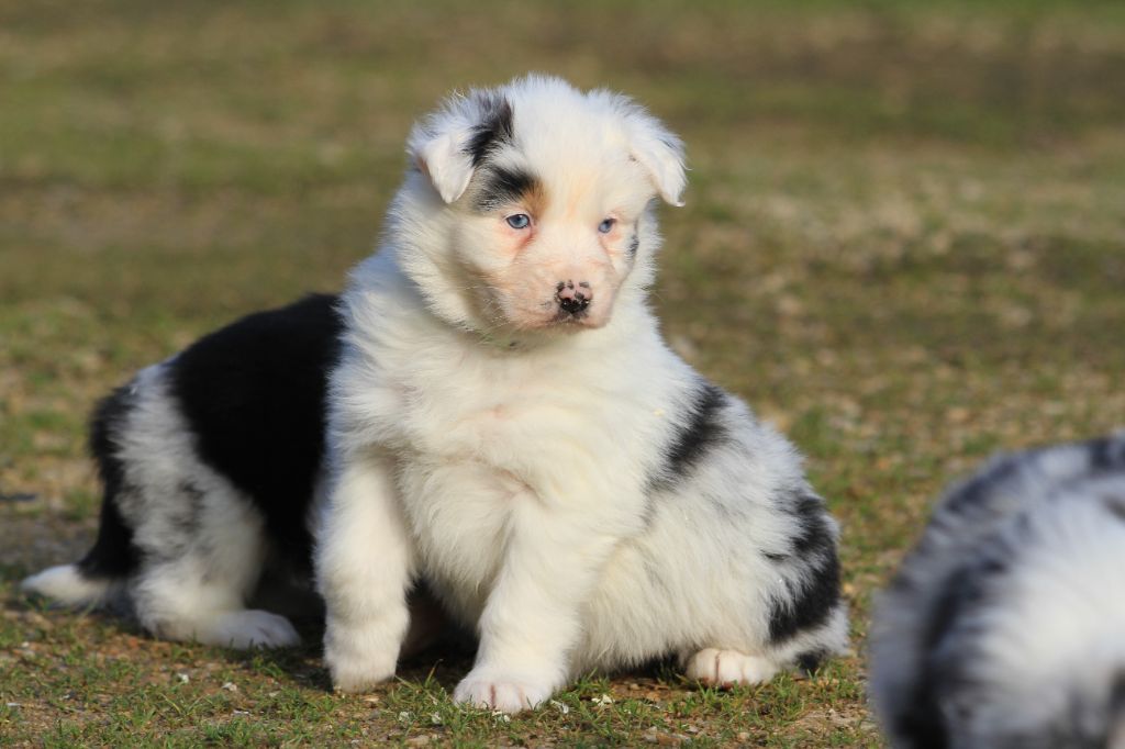 De La Tombée De La Nuit - Chiot disponible  - Berger Australien