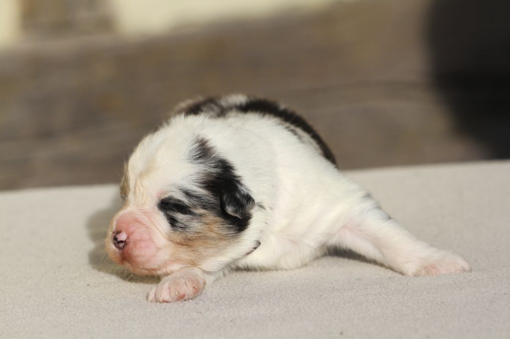 De La Tombée De La Nuit - Chiot disponible  - Berger Australien