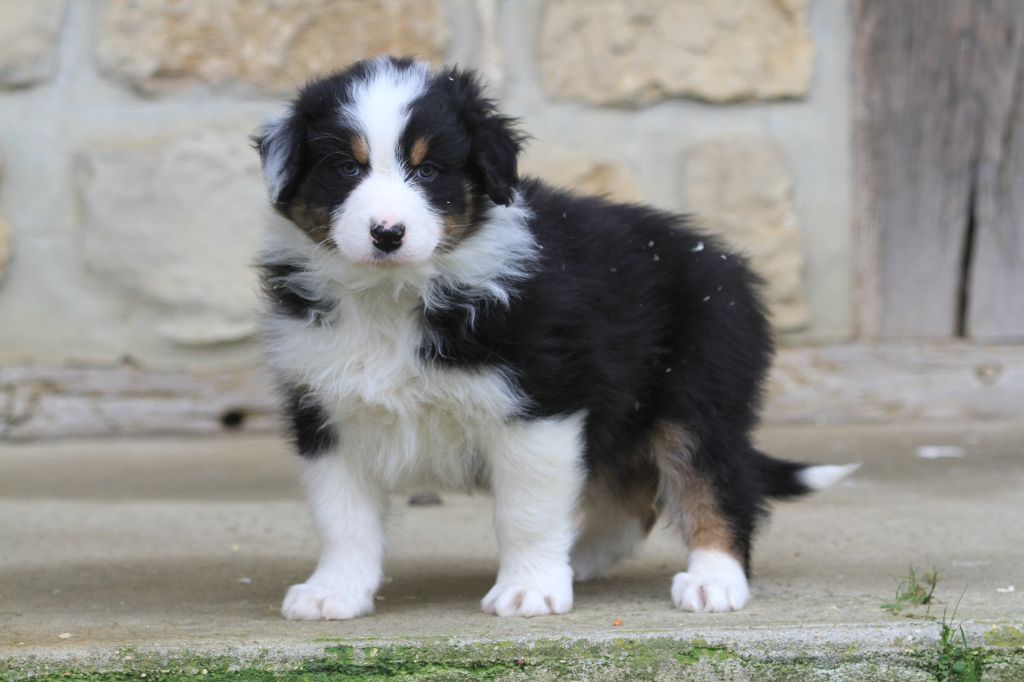 De La Tombée De La Nuit - Chiot disponible  - Berger Australien