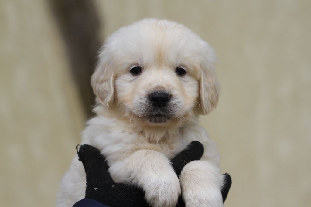 chiot Golden Retriever De La Tombée De La Nuit