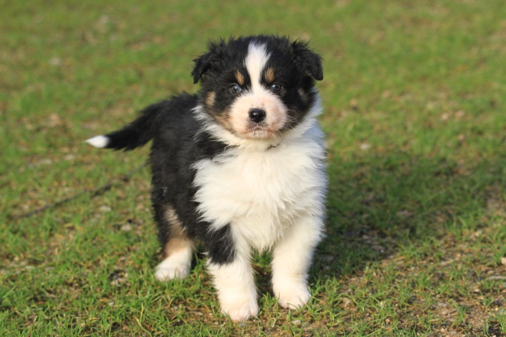 De La Tombée De La Nuit - Chiot disponible  - Berger Australien