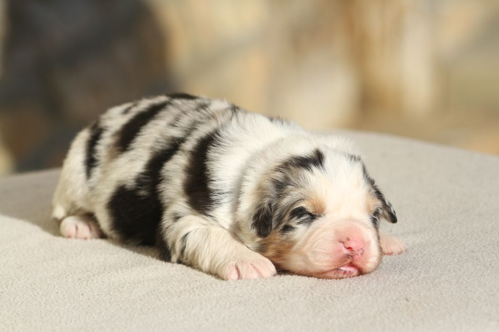 chiot Berger Australien De La Tombée De La Nuit