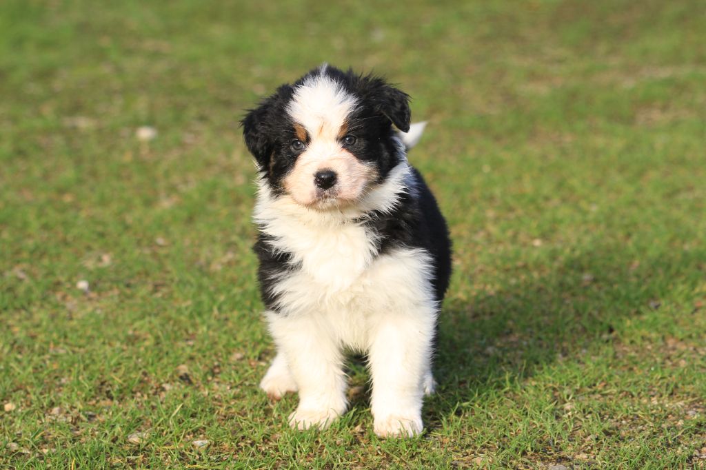 De La Tombée De La Nuit - Chiot disponible  - Berger Australien