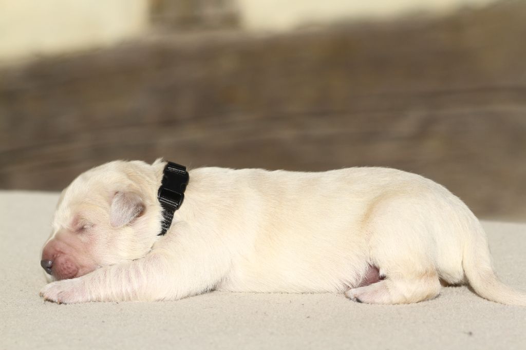 chiot Golden Retriever De La Tombée De La Nuit