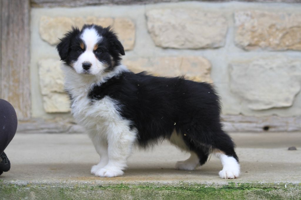 De La Tombée De La Nuit - Chiot disponible  - Berger Australien