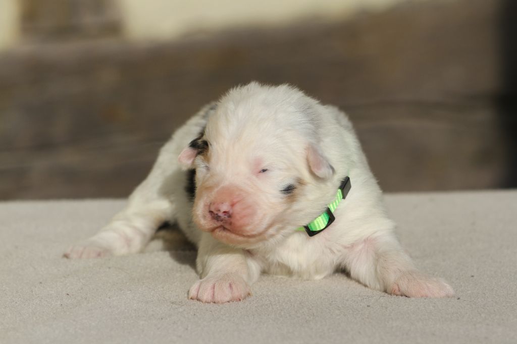 De La Tombée De La Nuit - Chiot disponible  - Berger Australien