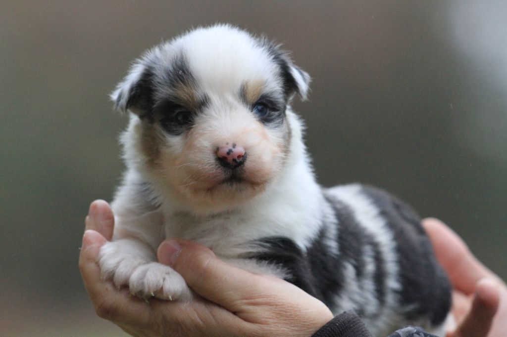 De La Tombée De La Nuit - Chiot disponible  - Berger Australien