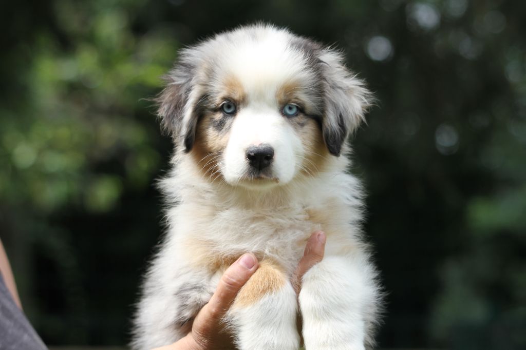 chiot Berger Australien De La Tombée De La Nuit