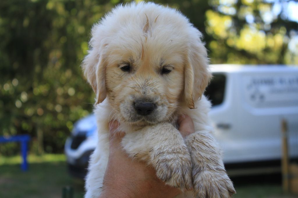 Chiot - Elevage De La Tombée De La Nuit - eleveur de chiens Golden Retriever