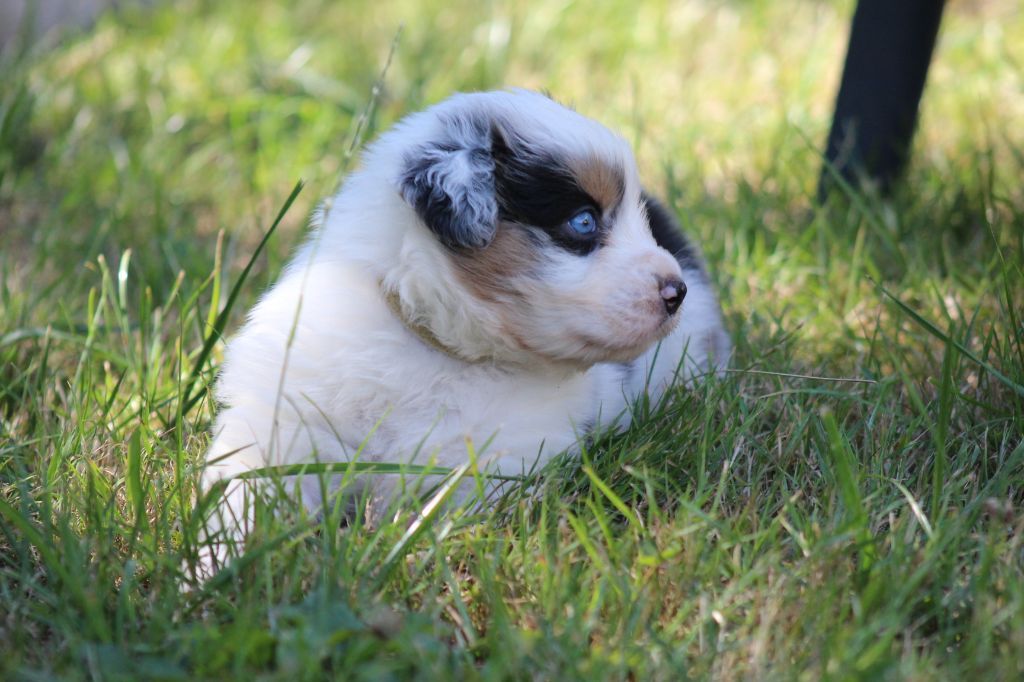 chiot Berger Australien De La Tombée De La Nuit