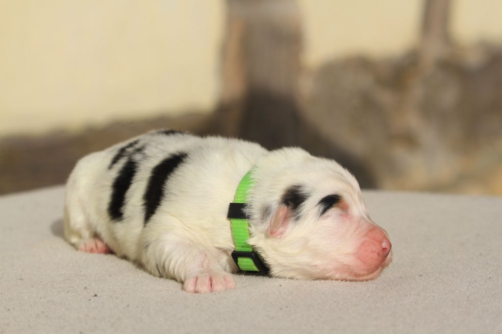 De La Tombée De La Nuit - Chiot disponible  - Berger Australien