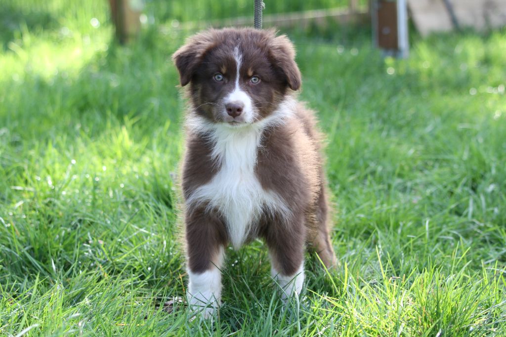 chiot Berger Australien De La Tombée De La Nuit