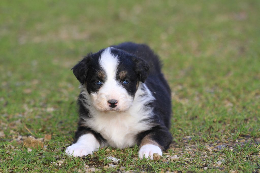 De La Tombée De La Nuit - Chiot disponible  - Berger Australien