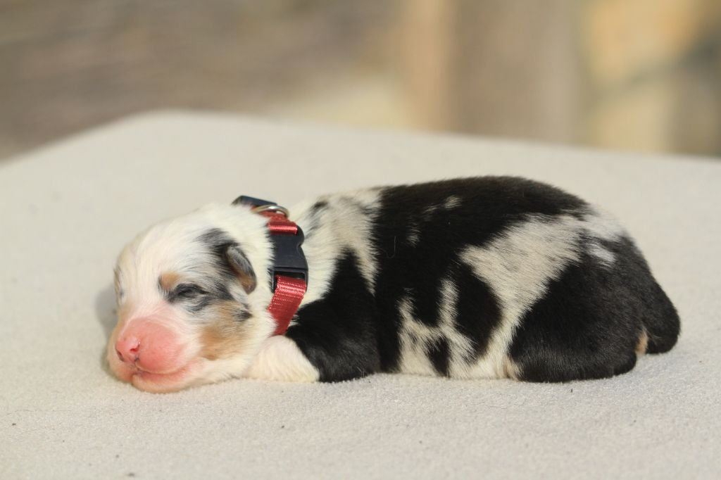 De La Tombée De La Nuit - Chiot disponible  - Berger Australien