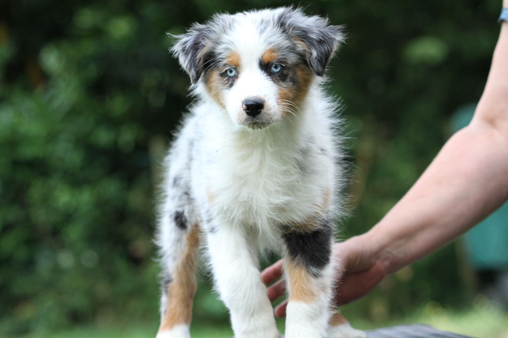 chiot Berger Australien De La Tombée De La Nuit