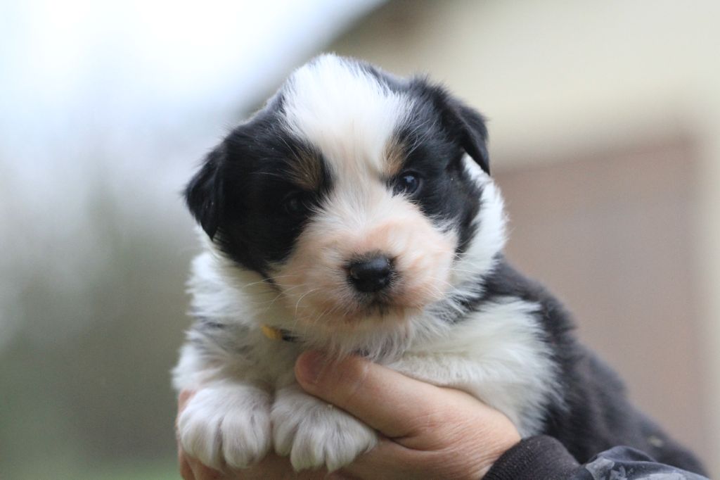 De La Tombée De La Nuit - Chiot disponible  - Berger Australien