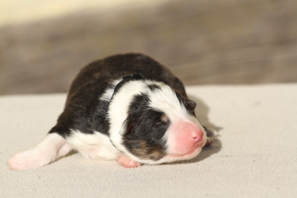 De La Tombée De La Nuit - Chiot disponible  - Berger Australien