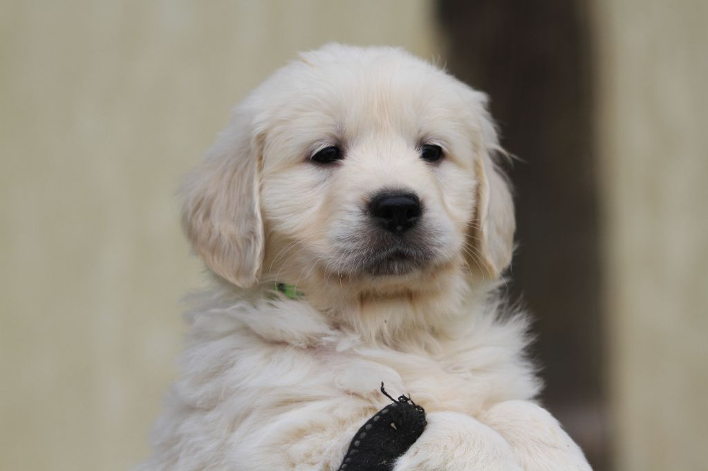 De La Tombée De La Nuit - Chiot disponible  - Golden Retriever