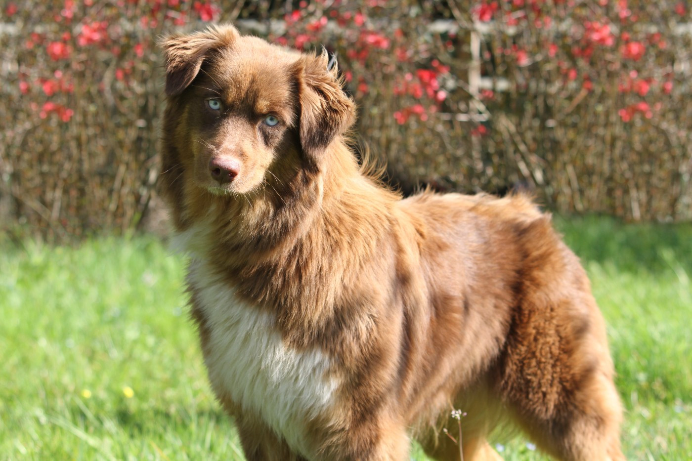 Very lovely vona Du Domaine Du Clos Australien