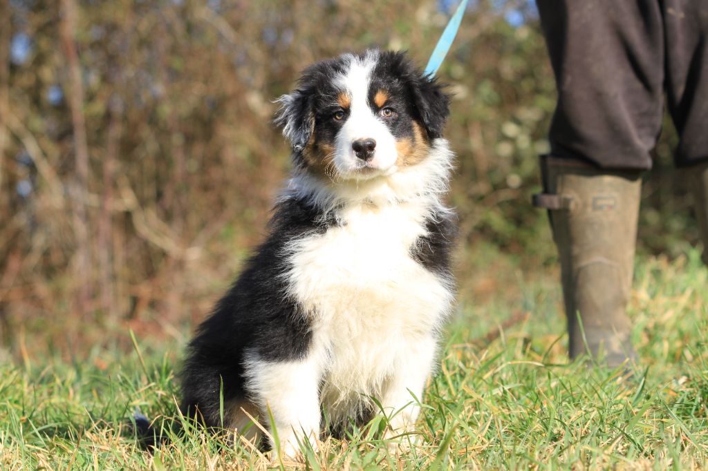 De La Tombée De La Nuit - Chiots disponibles - Berger Australien