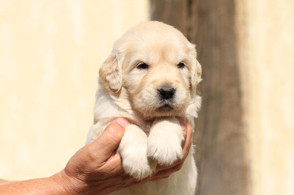 De La Tombée De La Nuit - Chiots disponibles - Golden Retriever