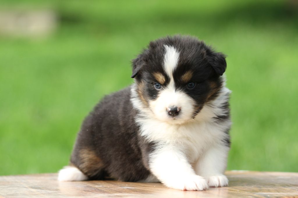 De La Tombée De La Nuit - Chiots disponibles - Berger Australien
