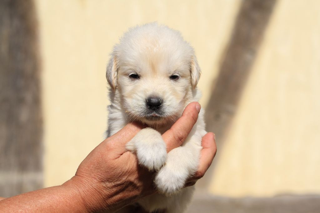 De La Tombée De La Nuit - Chiots disponibles - Golden Retriever