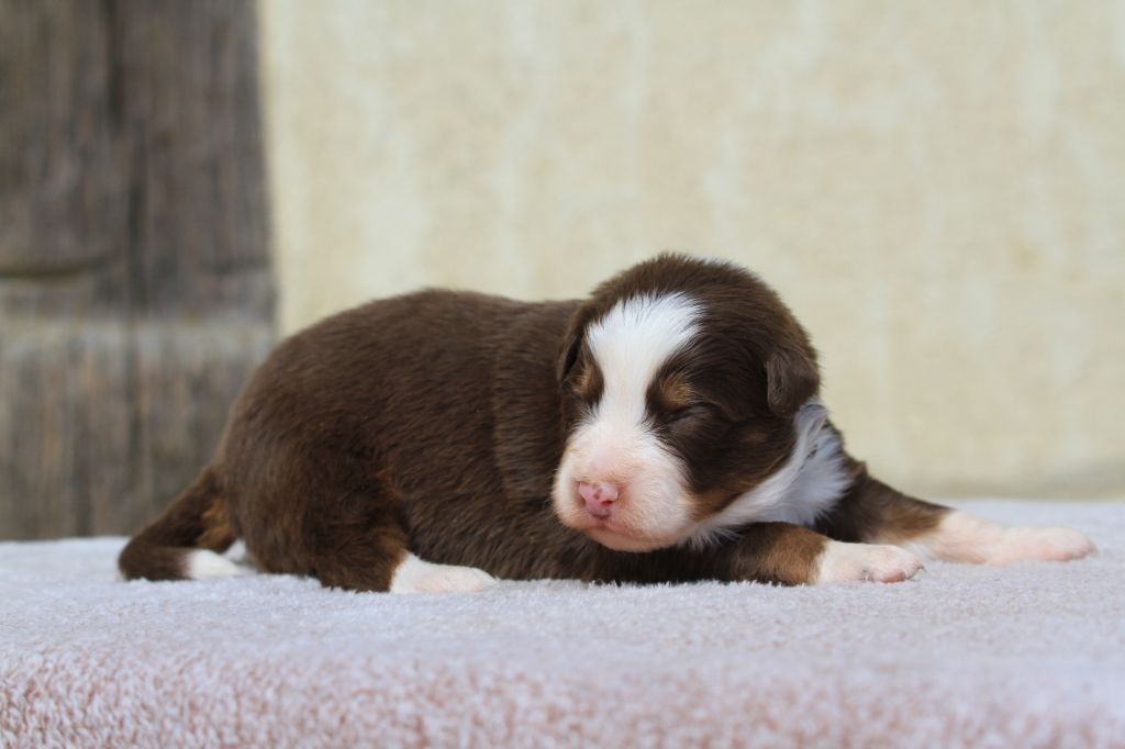 De La Tombée De La Nuit - Chiots disponibles - Berger Australien