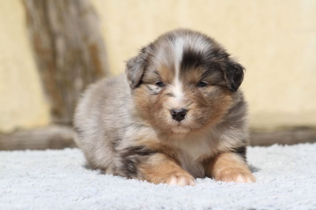 De La Tombée De La Nuit - Chiots disponibles - Berger Australien