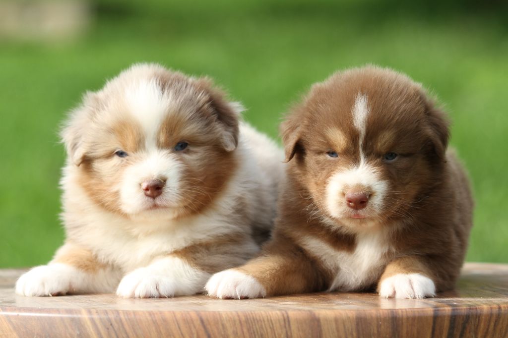 Chiot Berger Australien De La Tombée De La Nuit