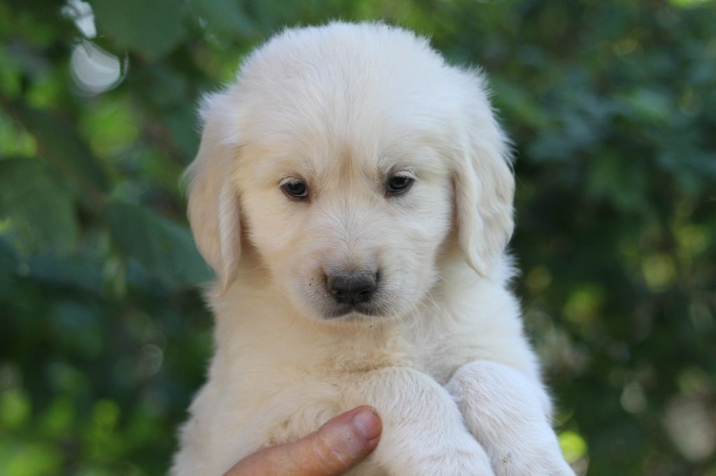 De La Tombée De La Nuit - Golden Retriever - Portée née le 18/07/2023