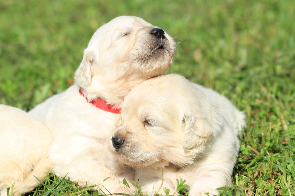 Chiot Golden Retriever De La Tombée De La Nuit