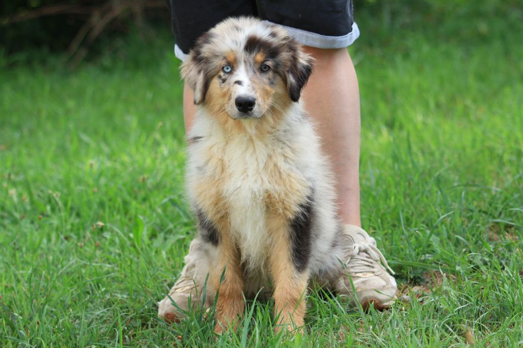 De La Tombée De La Nuit - Chiots disponibles - Berger Australien