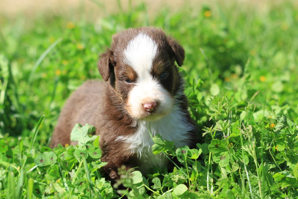 De La Tombée De La Nuit - Chiots disponibles - Berger Australien