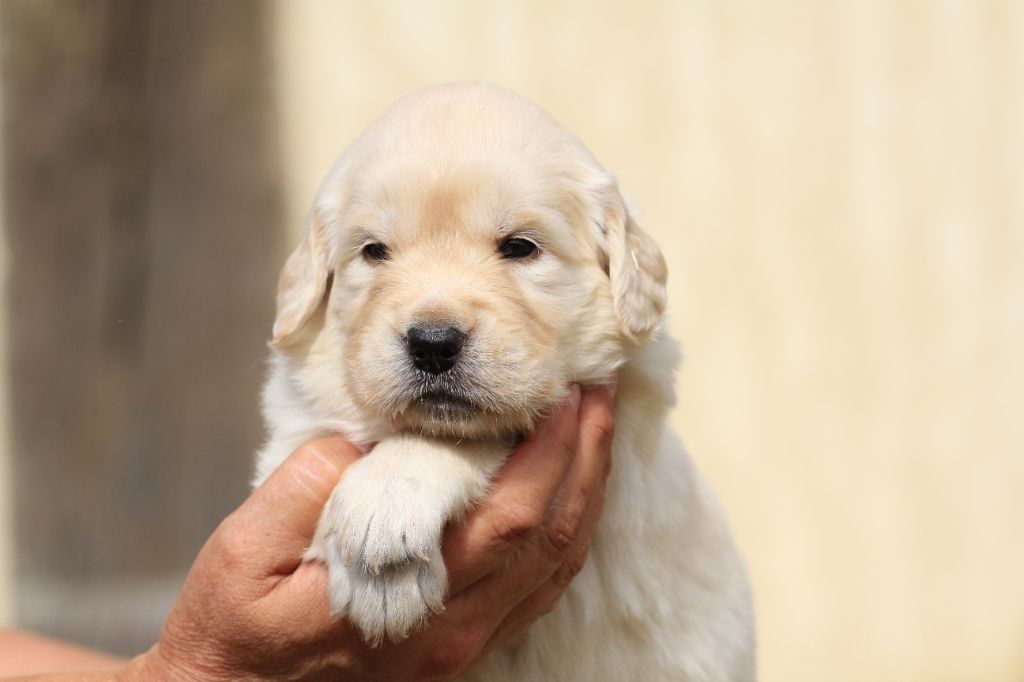 De La Tombée De La Nuit - Chiots disponibles - Golden Retriever