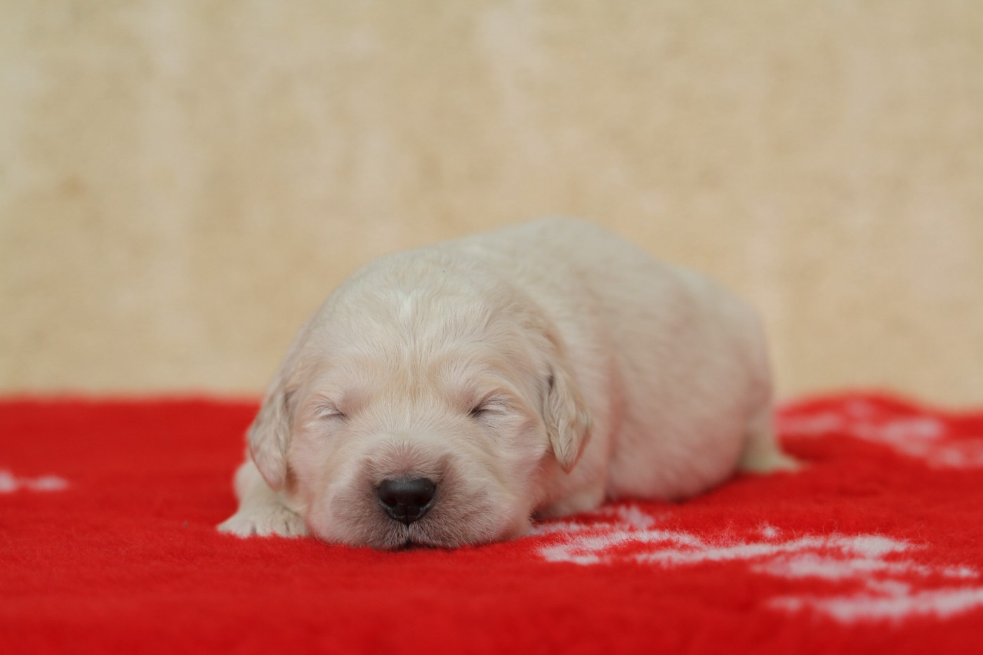 De La Tombée De La Nuit - Chiots disponibles - Golden Retriever
