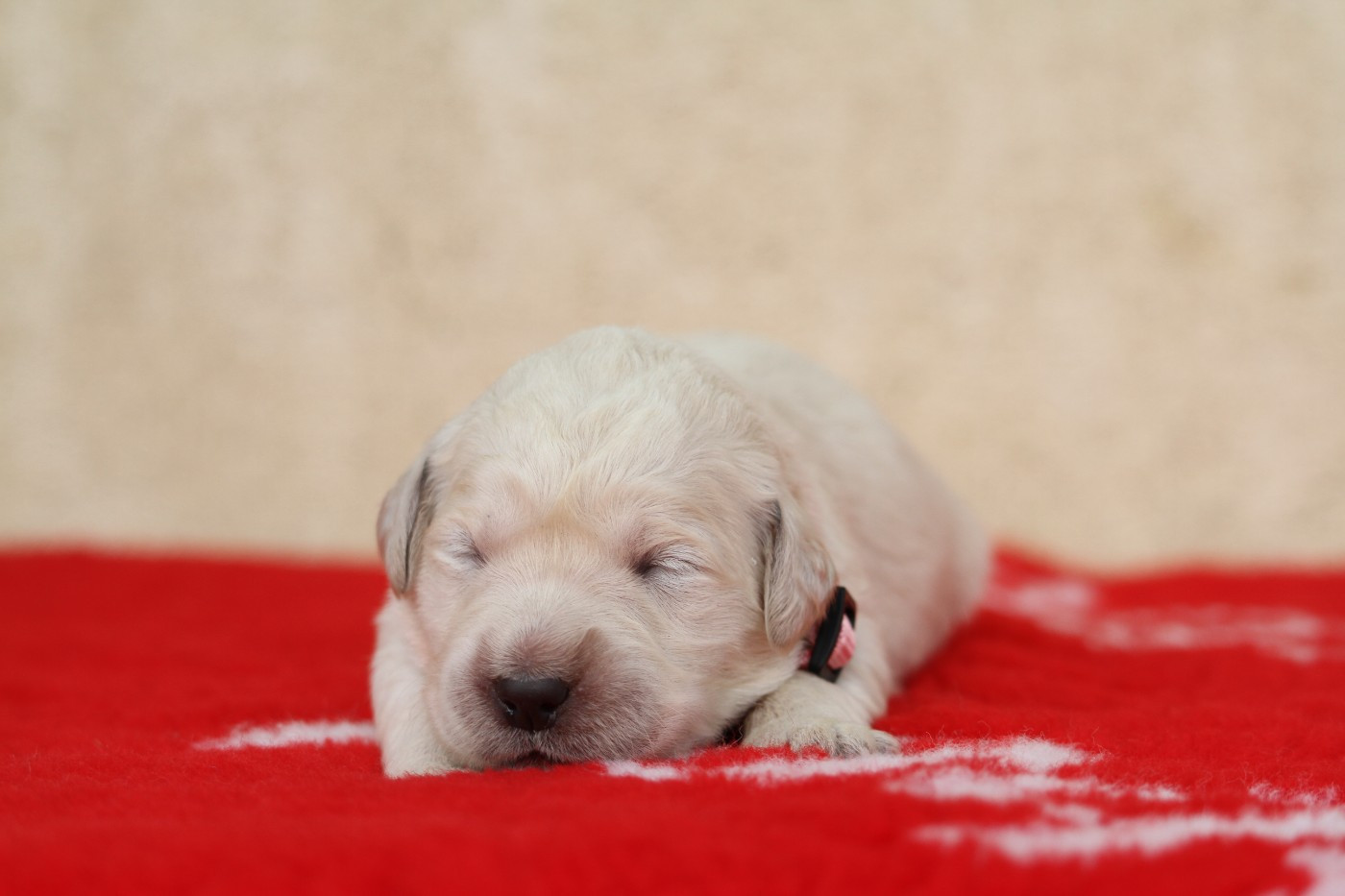 De La Tombée De La Nuit - Chiots disponibles - Golden Retriever