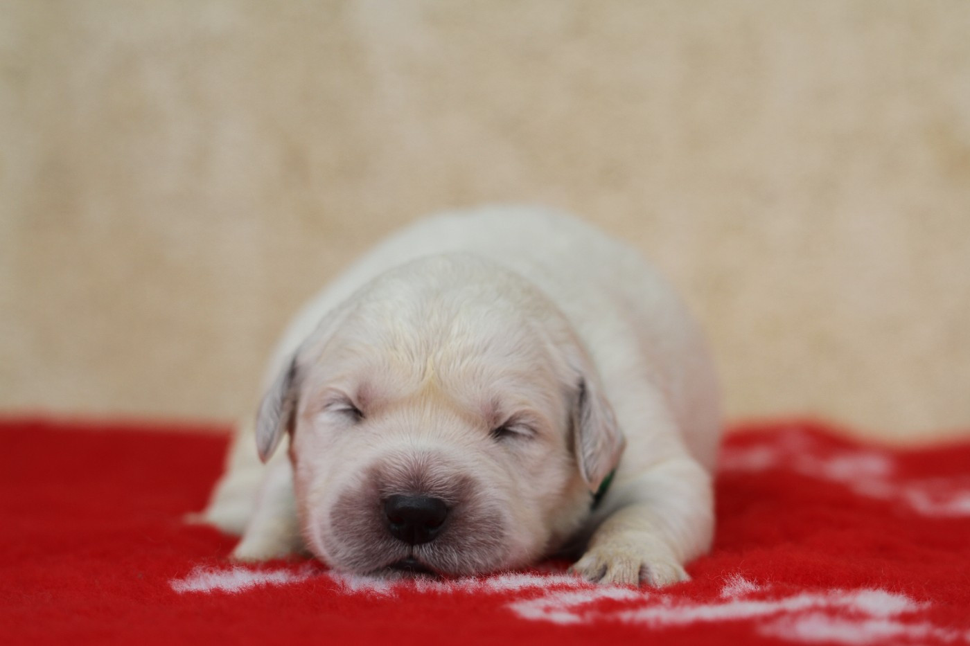 De La Tombée De La Nuit - Chiots disponibles - Golden Retriever