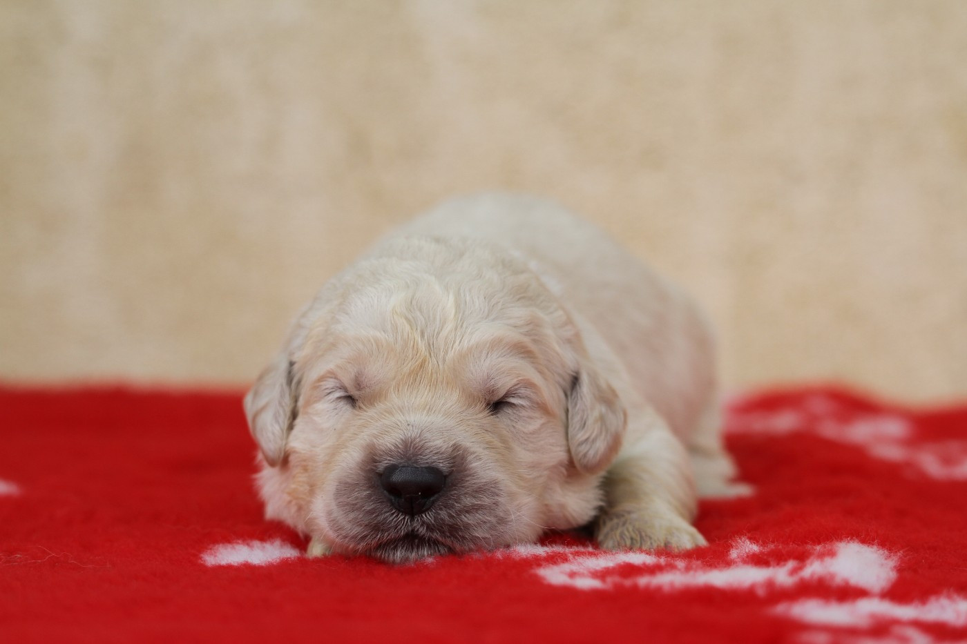 De La Tombée De La Nuit - Chiots disponibles - Golden Retriever