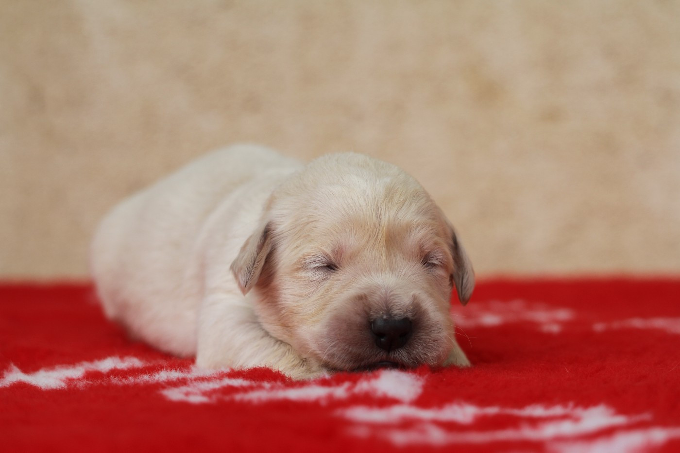 De La Tombée De La Nuit - Chiots disponibles - Golden Retriever
