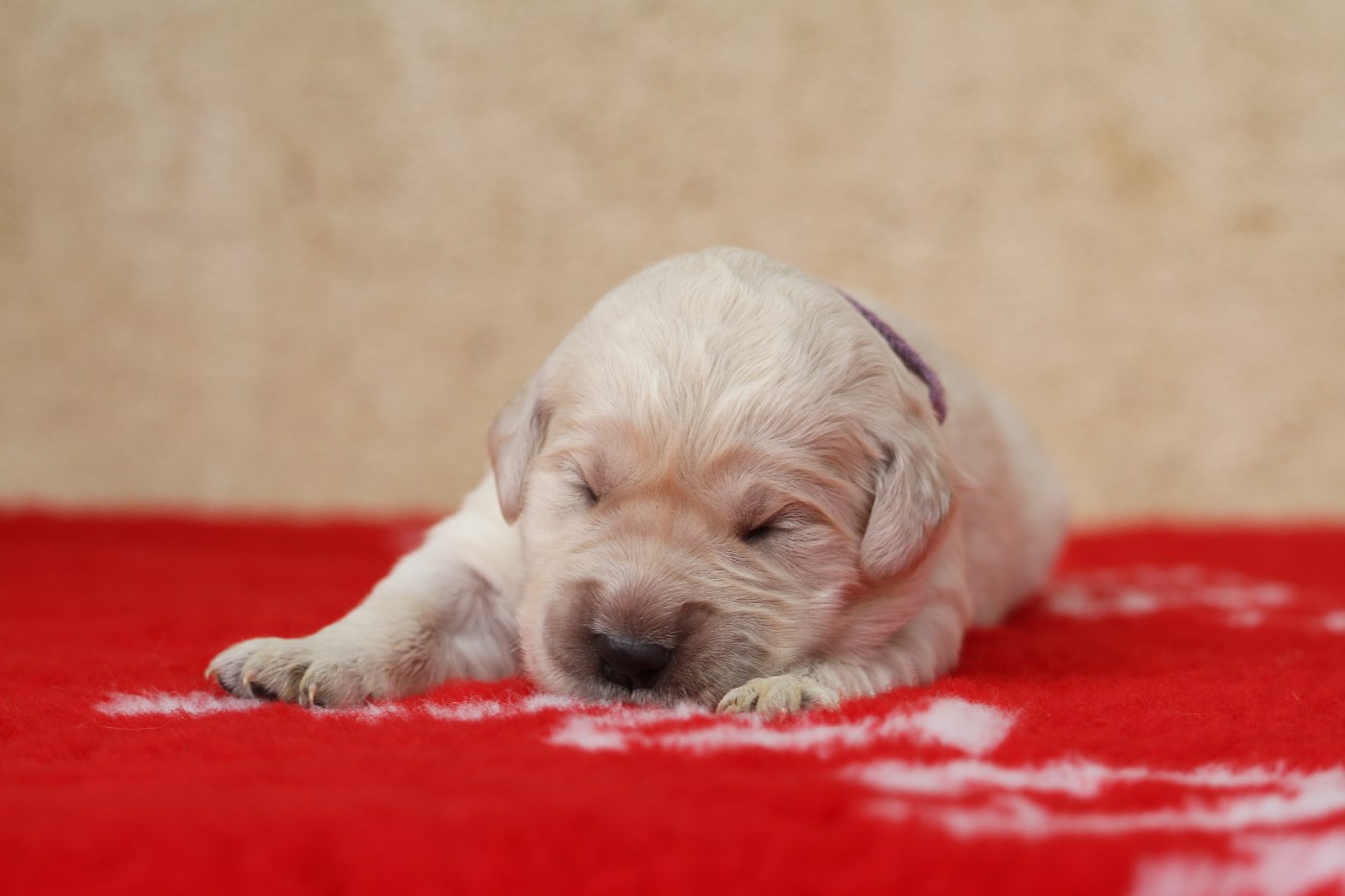 De La Tombée De La Nuit - Chiots disponibles - Golden Retriever