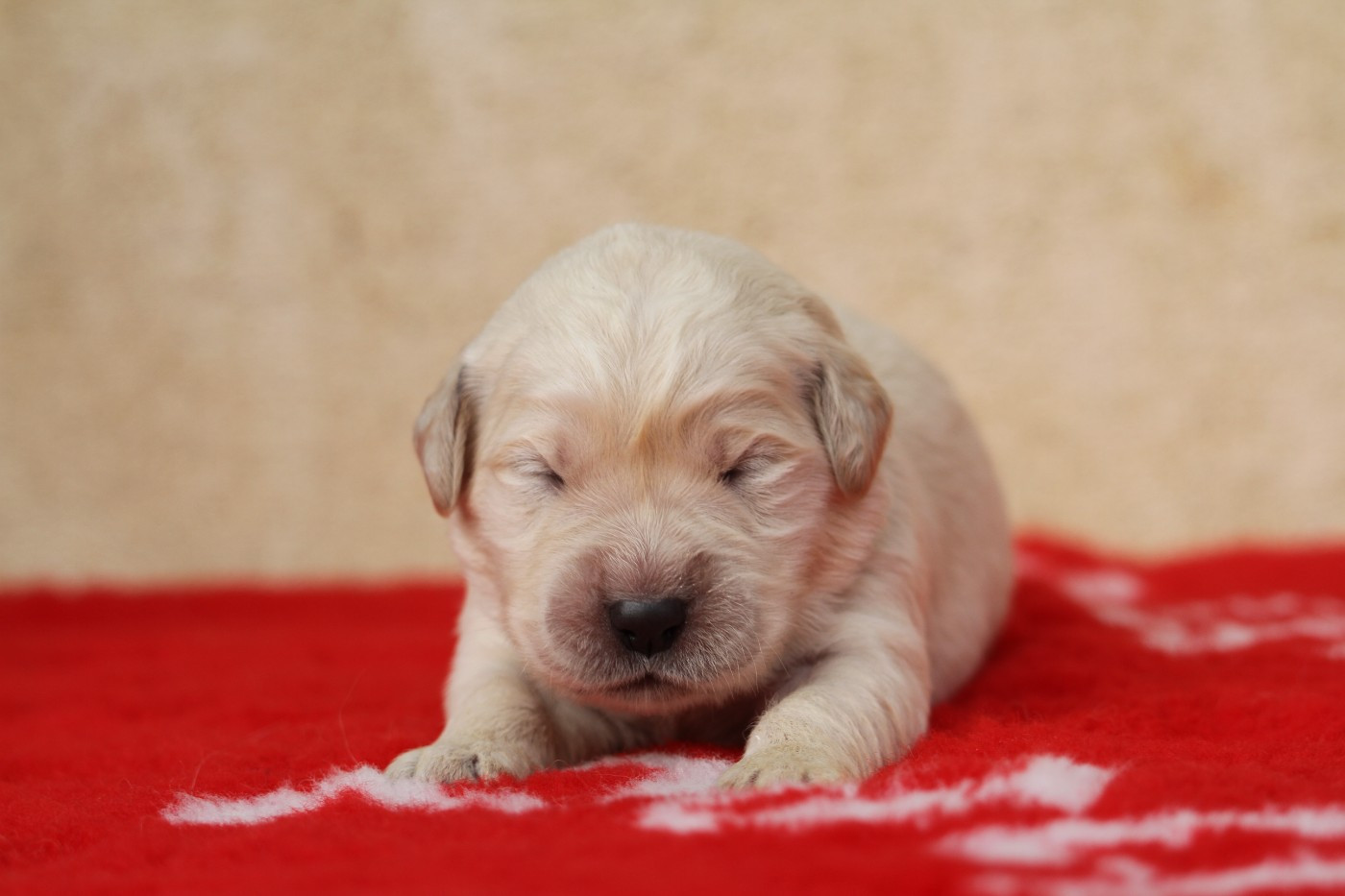 De La Tombée De La Nuit - Chiots disponibles - Golden Retriever
