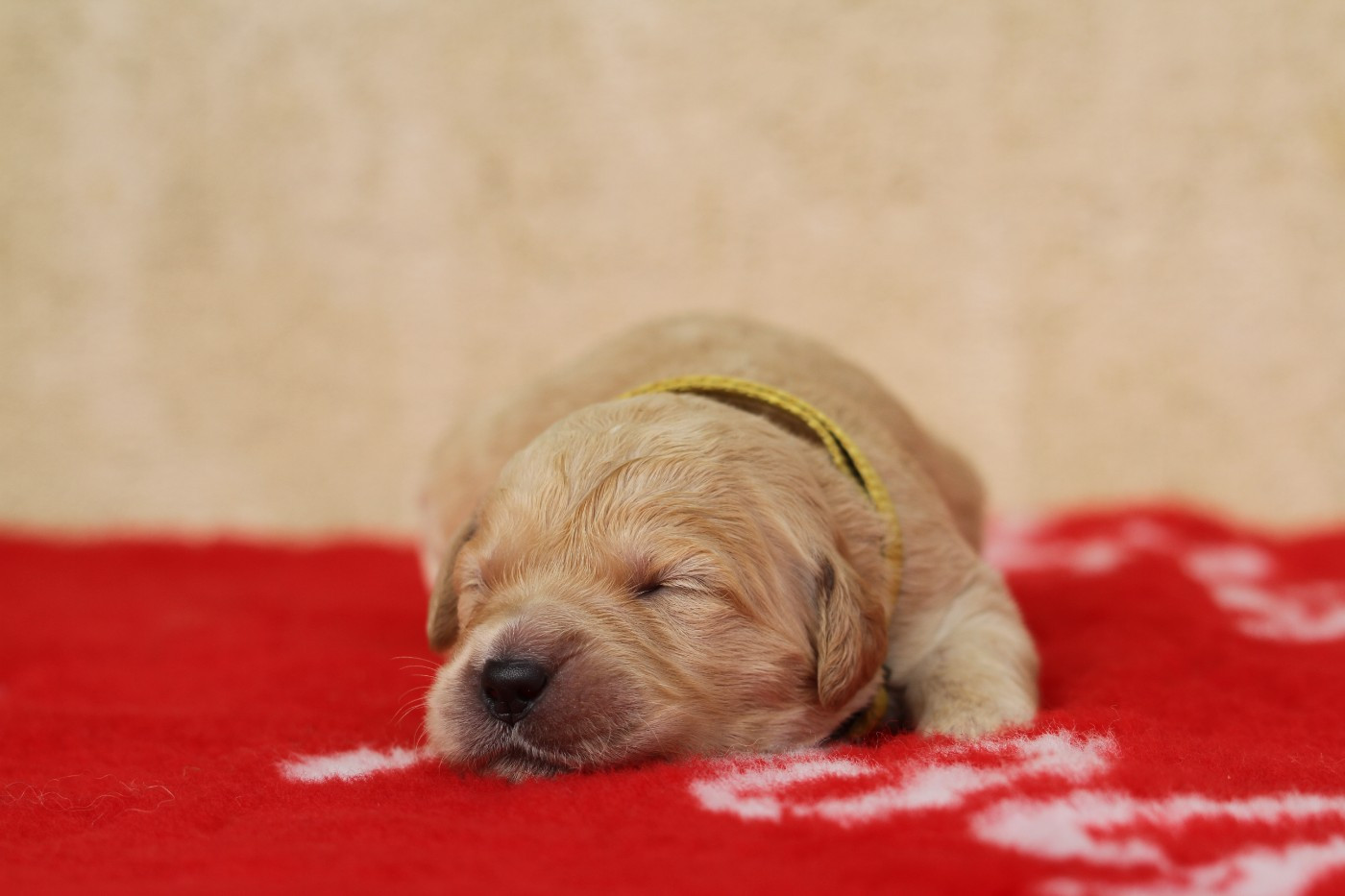 De La Tombée De La Nuit - Chiots disponibles - Golden Retriever