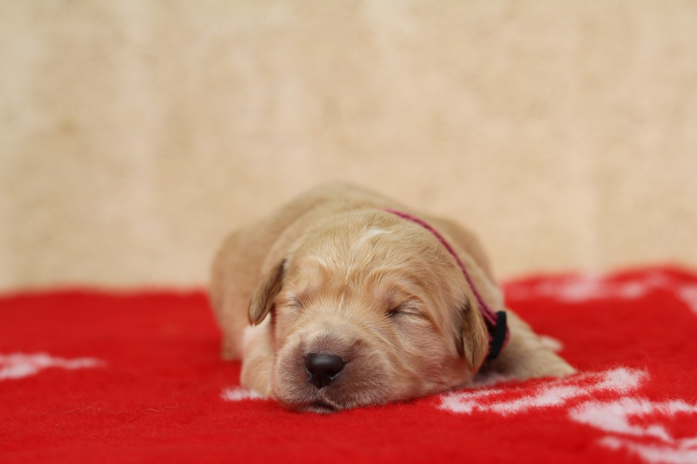 De La Tombée De La Nuit - Chiots disponibles - Golden Retriever