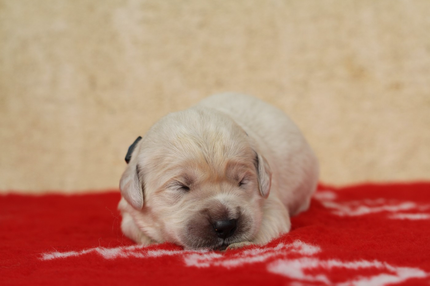 De La Tombée De La Nuit - Chiots disponibles - Golden Retriever