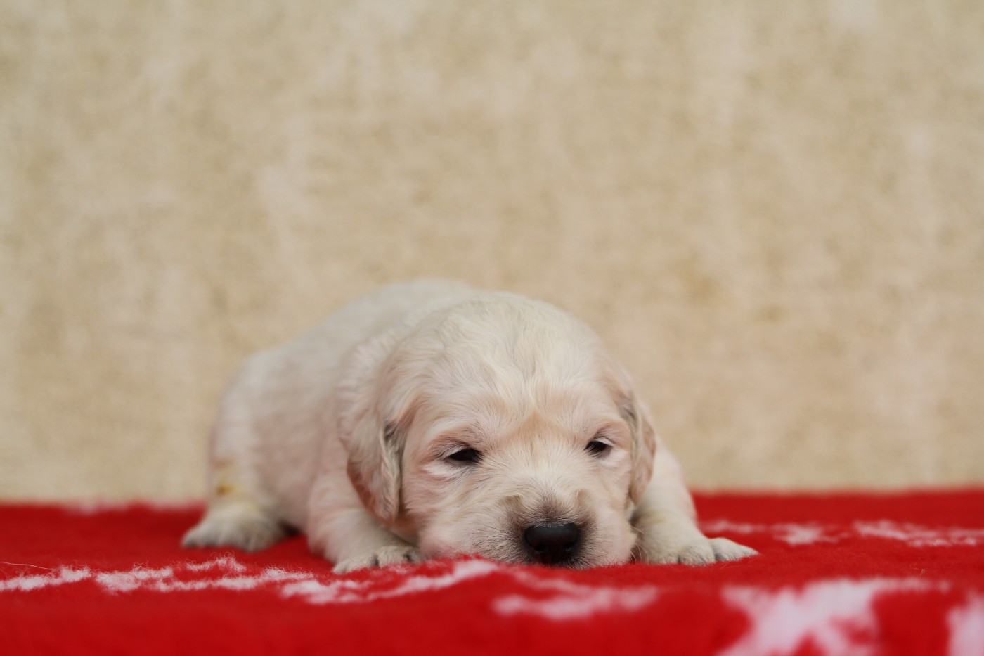 De La Tombée De La Nuit - Chiots disponibles - Golden Retriever