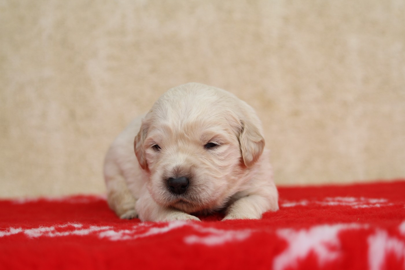 De La Tombée De La Nuit - Chiots disponibles - Golden Retriever