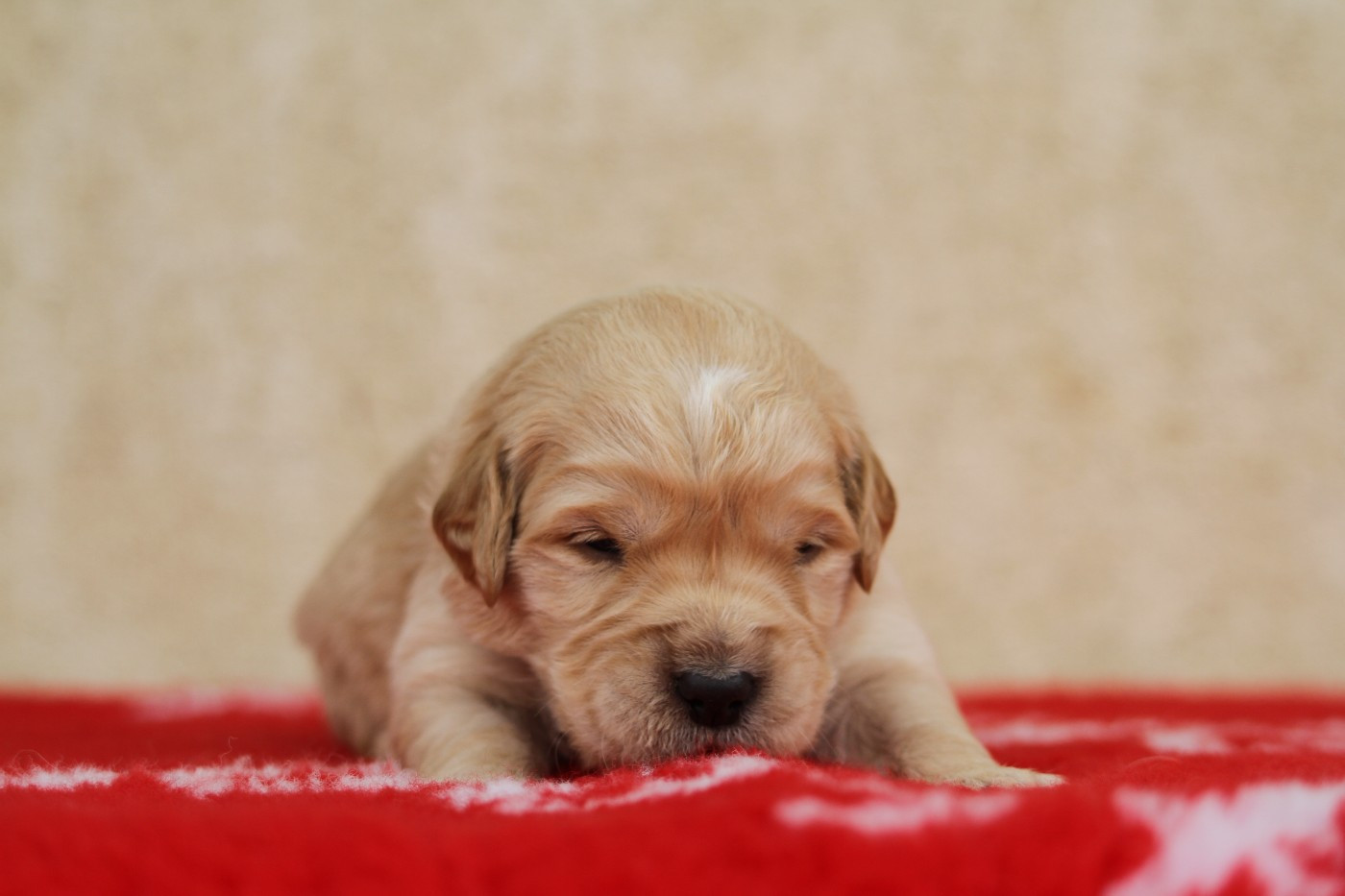 De La Tombée De La Nuit - Golden Retriever - Portée née le 13/10/2025